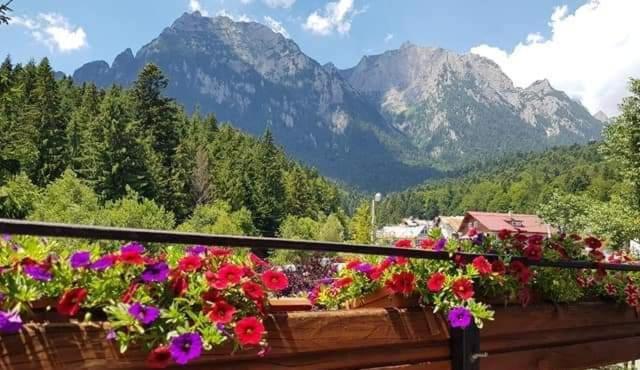 Pensiunea Liziera Buşteni Exterior foto